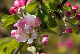 apple-blossom-739217__180