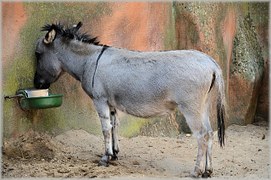 donkey-215885__180