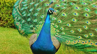 peacock-1024649__180
